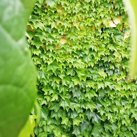 Il Cardoncello فندق Sindia