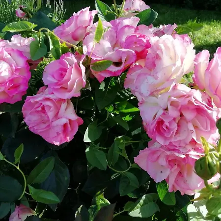 فندق Il Cardoncello