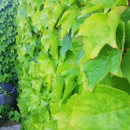 Il Cardoncello فندق