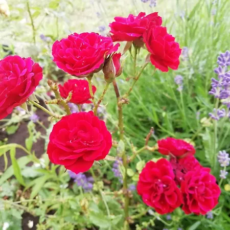 فندق Il Cardoncello *