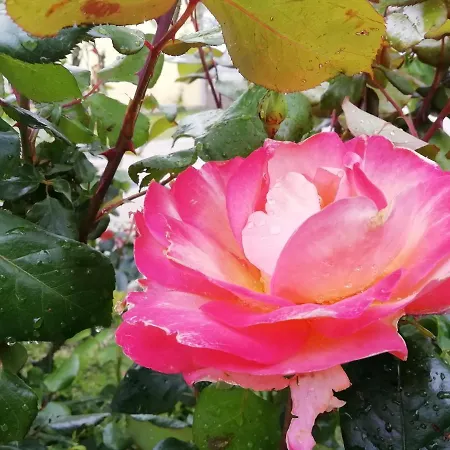 Il Cardoncello Sindia