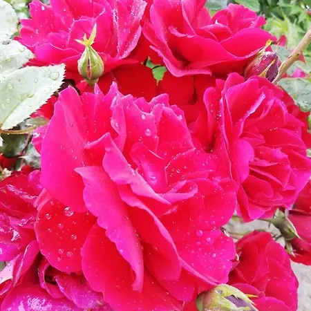 فندق Il Cardoncello