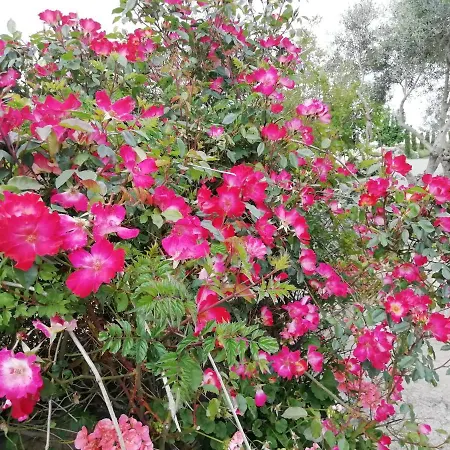 Il Cardoncello Hotel *