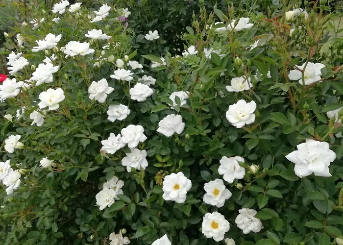 Il Cardoncello Hotel *