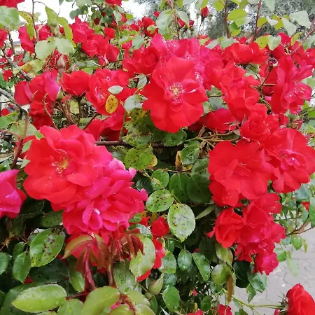 Il Cardoncello Hotel Sindia