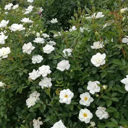 Il Cardoncello Hotel *