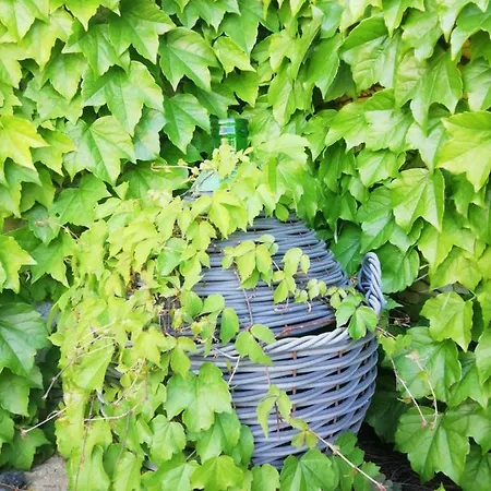 Il Cardoncello Hotel *